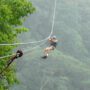 Brief overview of canopy tours and their popularity in Costa Rica Brief overview of canopy tours